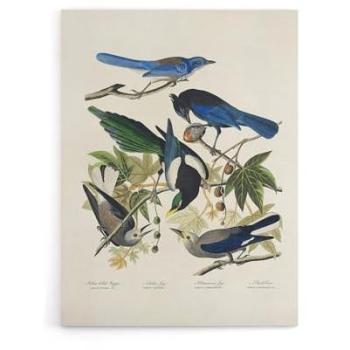 Magpie, Clark’s Crow & Jays Canvas by Artery8 – 18W × 24H (White)