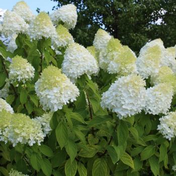 Limelight Hydrangea 3.6L Potted by Thompson & Morgan