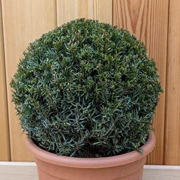 Evergreen Conifer Ball – 4L Plant, 30–35 cm (English Yew)