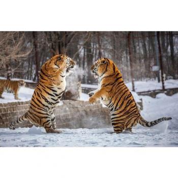 Papermoon Fototapete »Kampf der Sibirischen Tiger«