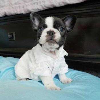 Gilet pour chien Bouledogue Français ZLC12