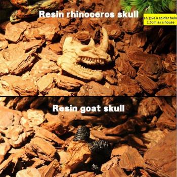 Resin Skeleton Head for Halloween Displays
