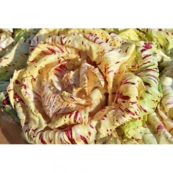250 Graines de Chicorée Di Castelfranco