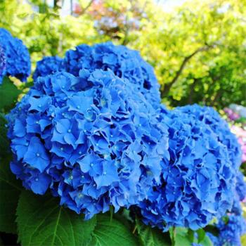 Pack 50 Graines Hortensias Bleus – Sijiali