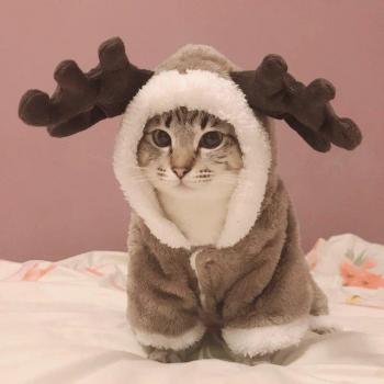 Abrigo para gato
