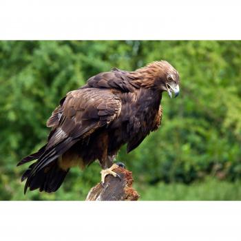 Goldener Adler: Highland & Schottland Vogel Fototapete