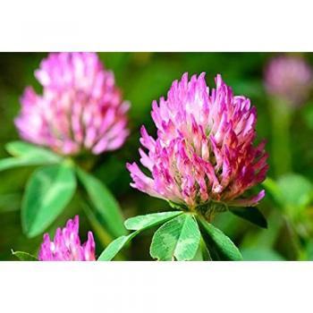 1000 Red Clover Seeds