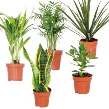 Plantes d'Intérieur Faciles à Entretenir