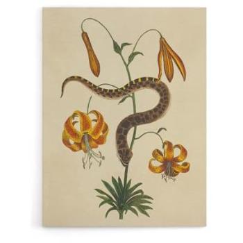 Hog Nose Snake & Tiger Lily Artwork – Beige, 12x16