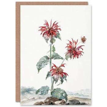 Aert Schouman: Crimson Bergamot Field on White Card