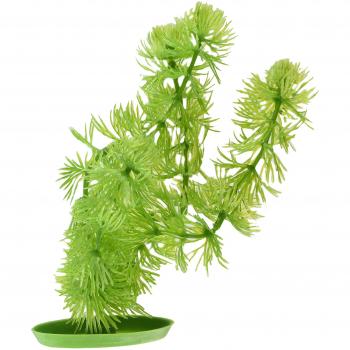 Aqua Hornwort 20 cm – Plante d’intérieur aquatique