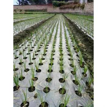 Paillage plastique noir 5 trous pour plantes