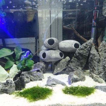 Cichlid Ceramic Decoration
