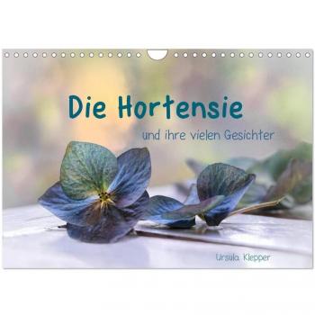 Die Hortensie und ihre vielen Gesichter (Wandkalender 2025 DIN A4 quer) CALVENDO Monatskalender