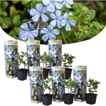 Plumbago auriculata 'Cape Leadwort'