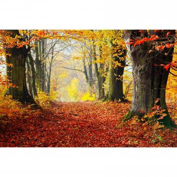 Papermoon Wandtapete Waldlandschaft