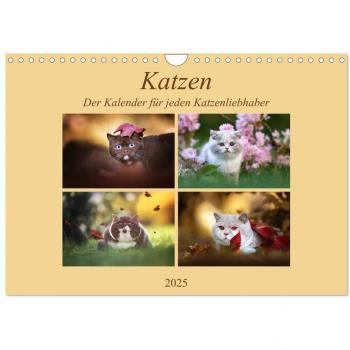 Katzen