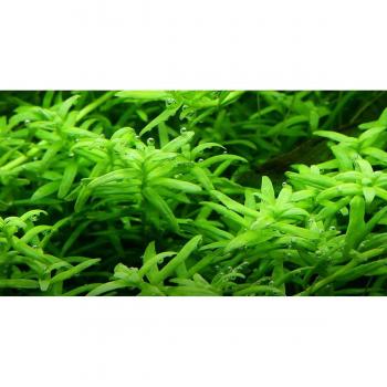 Tropica Rotala Rotundifolia ‘Vert’ Propagation In Vitro