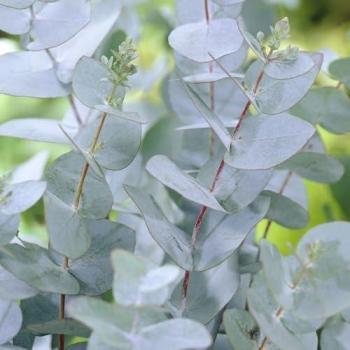 Outdoor Cider Gum Tree – 2L Pot, Eucalyptus Gunnii in Green