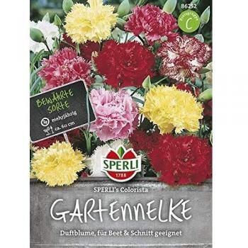 Sperling's Colorista Gartennelke