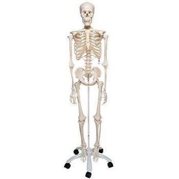 Anatomie A10: 3B Scientific Skelett