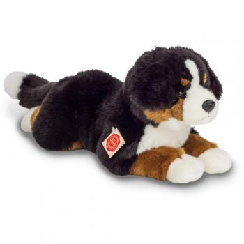 Hermann Teddy Bernese Sennenhund Liegend