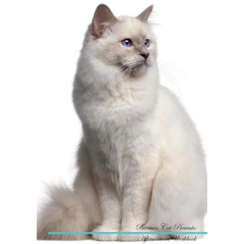 Birman Cat Affirmations Workbook Birman Cat Presents: Positive and Loving Affirmations Workbook. Includes: Mentoring Questions, Guidance, Supporting You.