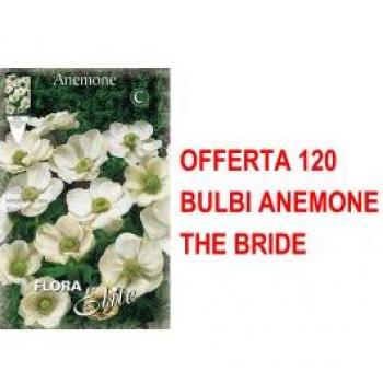 120 Bulbi di Anemone Coronaria The Bride