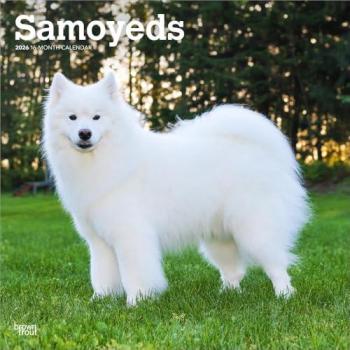 Samoyeds