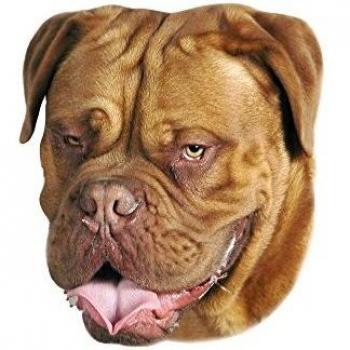 Nobby Bordeaux Dogge Aufkleber (Gelb) – 12 × 3,5 cm
