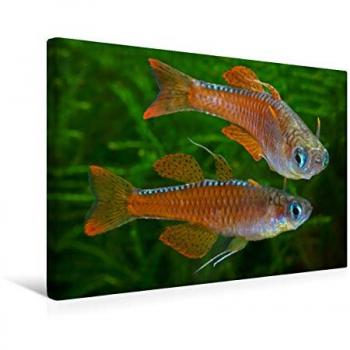 Premium Leinwanddruck CALVENDO: „Pseudomugil sp. paskai“ – Blau & Rot, 45×30 cm