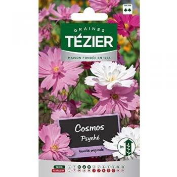 Cosmos Tezier Fleur