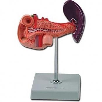 Pancreas anatomico in scala