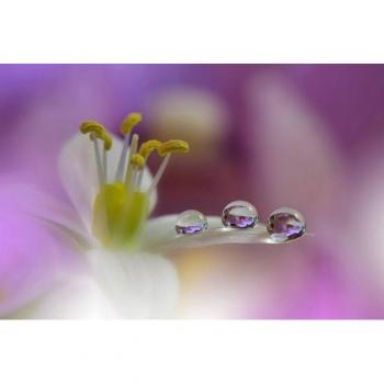 Zen Fototapete Wassertropfen auf Blüte