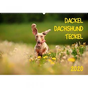 DACKEL DACHSHUND TECKEL 2020