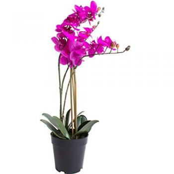 Kunstorchidee BOTANIC-HAUS Orchidee Bora, pink (fuchsia), B:35cm H:60cm T:35cm Ø:35cm