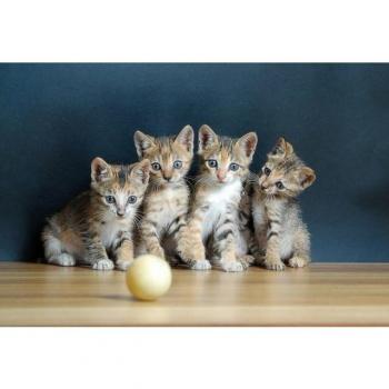 Papermoon Vlies‑Tapete: Süße Katzen in Farbe