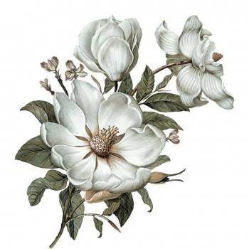 Magnolia Flower Wall Sticker Art by Three Ratels QC115