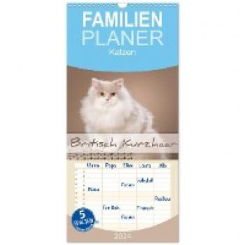 Wandkalender 2024 Britisch Kurzhaar Katze