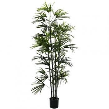 Setzling Euro Palms 82600226 – Fächerblatt 150 cm