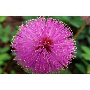 Mimosa Pudica Sensitiva – Vaso di Stile Rustico 17 cm, 40 cm alto