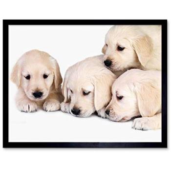Adorable Golden Retriever Puppy Print – Home Décor 12x16 inches