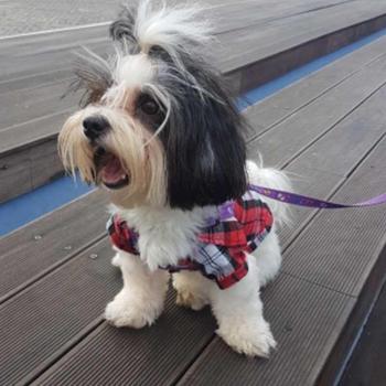 Plaid Stripe Dog Jacket