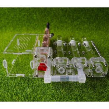 Bamboo Ant Nursery
