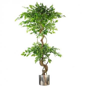 Silver Twisted Trunk Ficus – 150cm Art Plant
