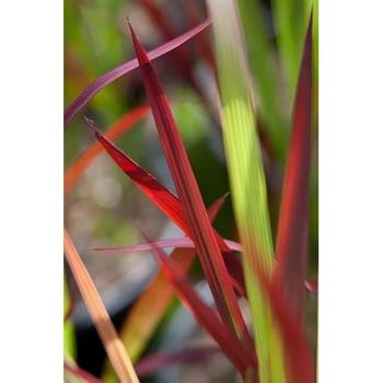 Outdoor Red‑Leaf Imperata Cylindrica 2‑L Potting Plant – Green Variant