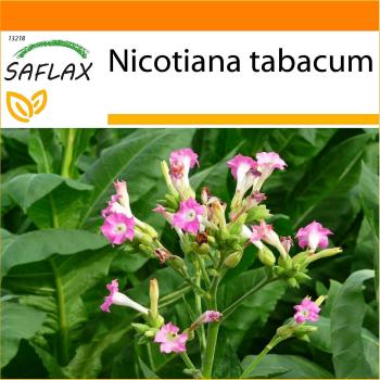 Tabaco de Virginia en Bolsa Saflax – 250 Semillas para Cultivo