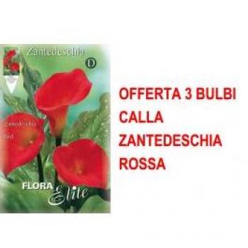 Primavera Calla Rossa 3
