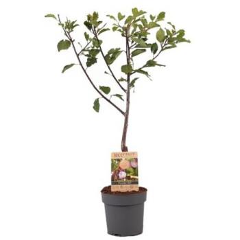 Albero di Prugna 'Opal'