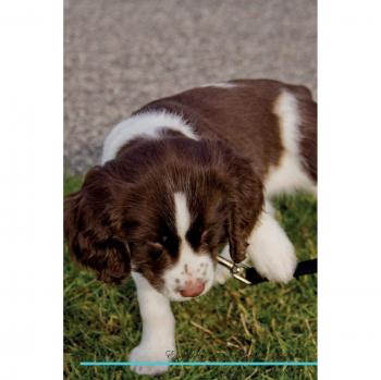 English Springer Spaniel Affirmations Workbook English Springer Spaniel Presents: Positive and Loving Affirmations Workbook. Includes: Mentoring Questions, Guidance, Supporting You.